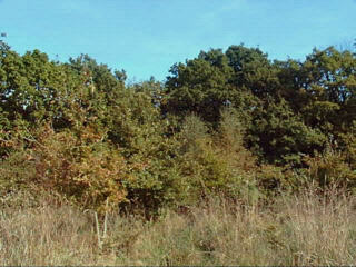 Natural vegetation on a fen island 